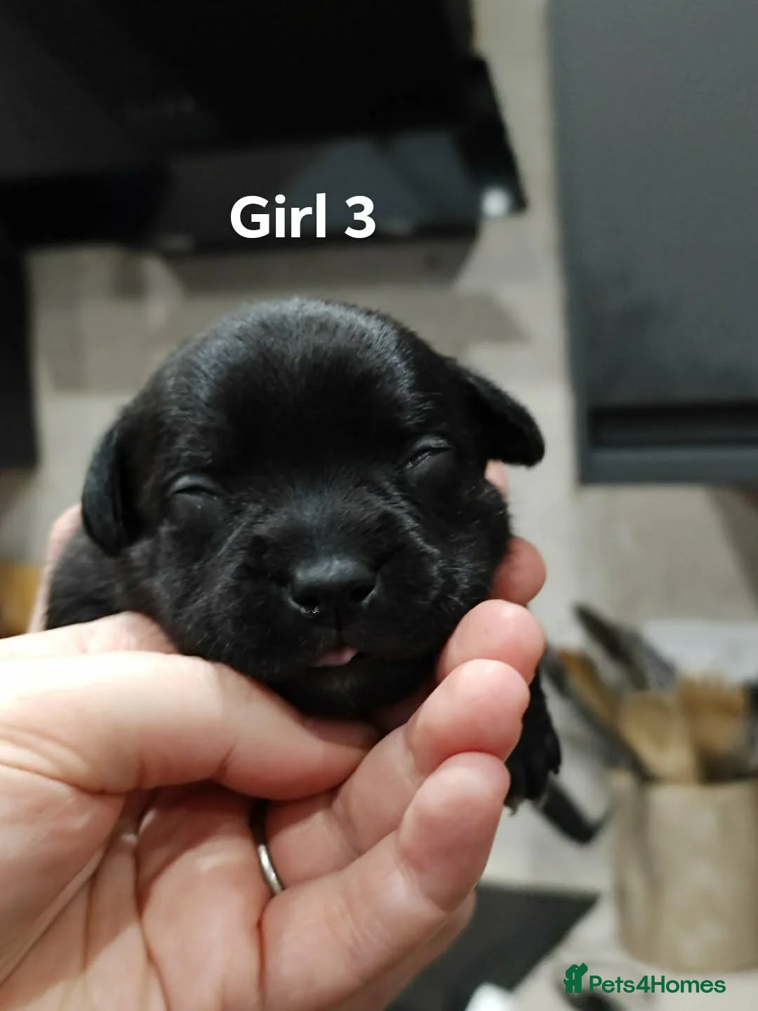 Staffordshire Bull Terrier dogs for sale: Blue/Black Staffordshire Bull Terrier Puppies - Advert 13