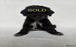 Cockapoo dogs for sale: Meet your new best friend!! - Image 14