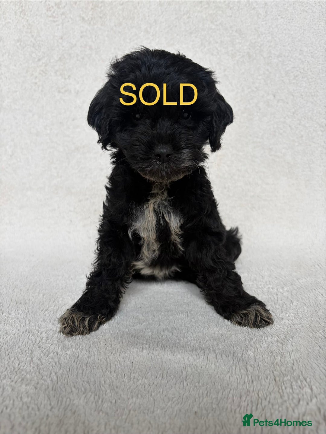 Cockapoo dogs for sale: Meet your new best friend!! - Image 14