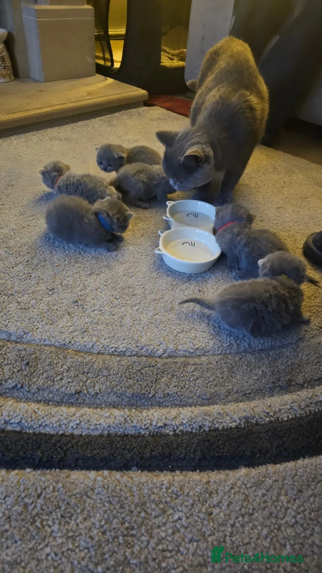 British Shorthair cats for sale: X6 British Blue Shorthair Kittens for Sale in Solihull - Advert 11
