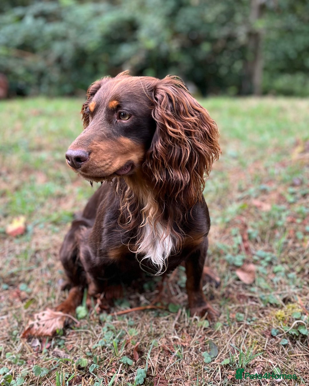 Cocker Spaniel dogs for stud: HEALTH TESTED KC COCKER SPANIEL STUD - Advert 1