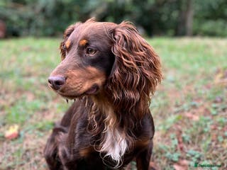 Cocker Spaniel dogs HEALTH TESTED KC COCKER SPANIEL STUD - Advert 19