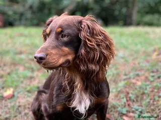 Cocker Spaniel dogs HEALTH TESTED KC COCKER SPANIEL STUD - Advert 9