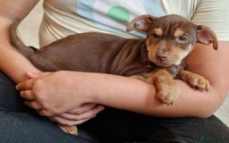 Jack Russell dogs for sale: Beautiful Muchwenlock Jack Russell puppies - Image 27