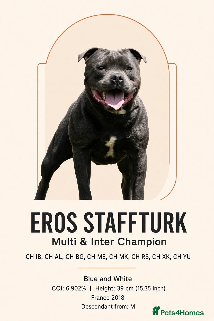 Staffordshire Bull Terrier dogs Bullscaff Blue Venom × Blue Lola — 2 boys, 5 girls - Advert 1