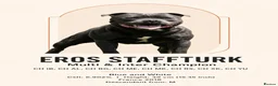 Staffordshire Bull Terrier dogs for sale: Bullscaff Blue Venom × Blue Lola — 2 boys, 5 girls in Manchester - Advert 9