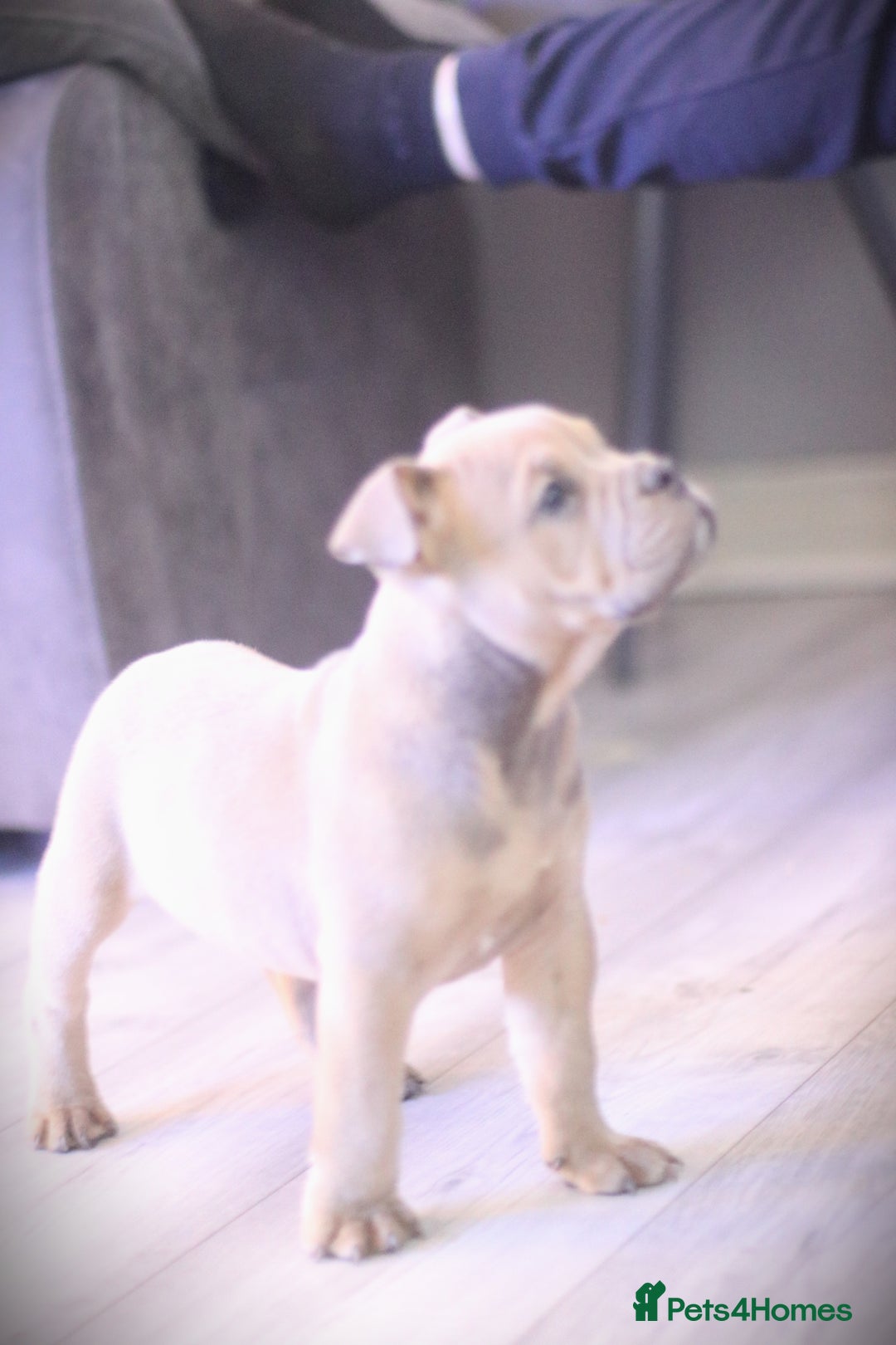 Dorset Olde Tyme Bulldogge dogs for sale: Victorian bulldogs - Advert 10