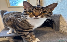 Mixed Breed cats for sale: Two beautiful cats - Image 3