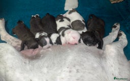 American Bully dogs for sale: Pocket bully puppies  - Advert 1