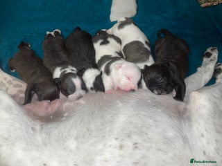 American Bully dogs Pocket bully puppies - Advert 9