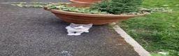 Mixed Breed cats for sale: 5 Kittens  in Manchester - Advert 2