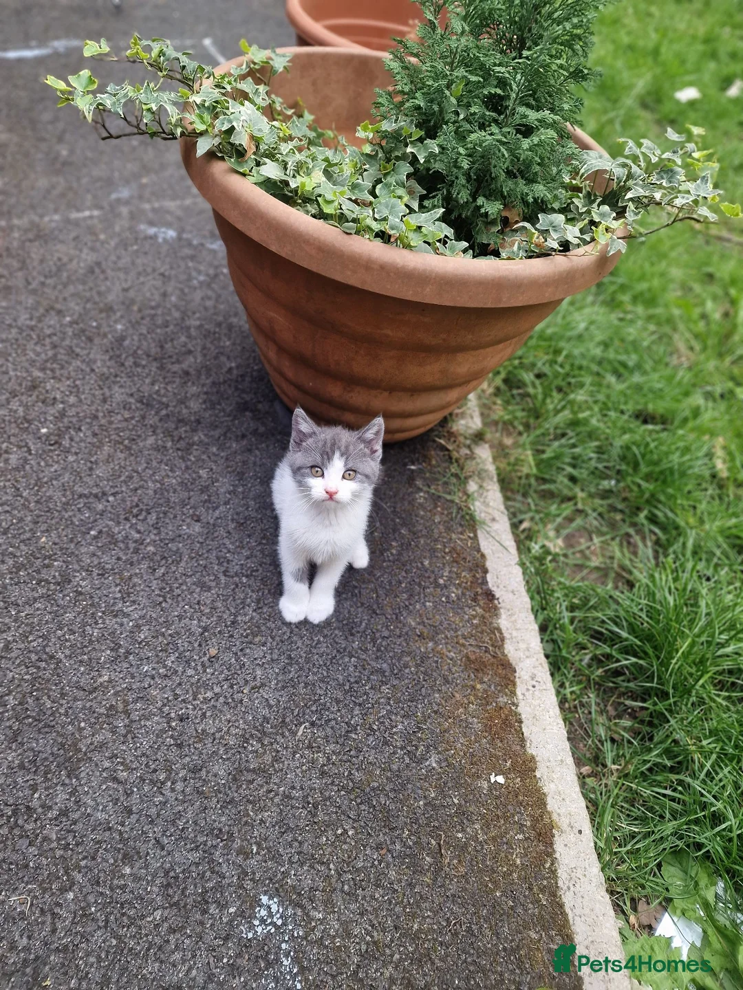 Mixed Breed cats for sale: 5 Kittens  in Manchester - Advert 2