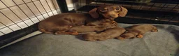 Miniature Dachshund dogs for sale: Beautiful chocolate & tan miniature dachshunds - Advert 4