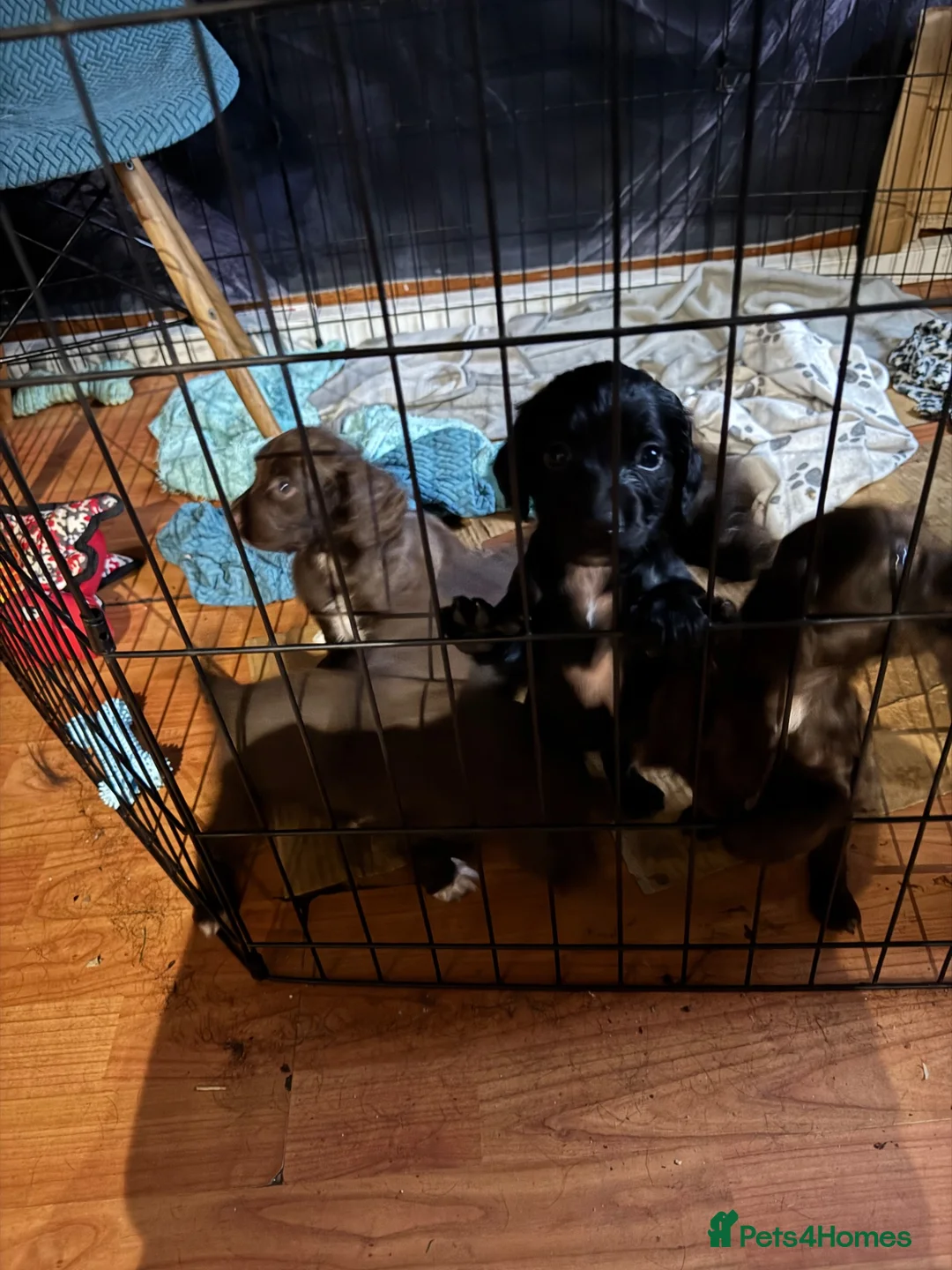 Cocker Spaniel dogs for sale: 3 wcs chocolate bitches, lovely temperament  - Advert 1