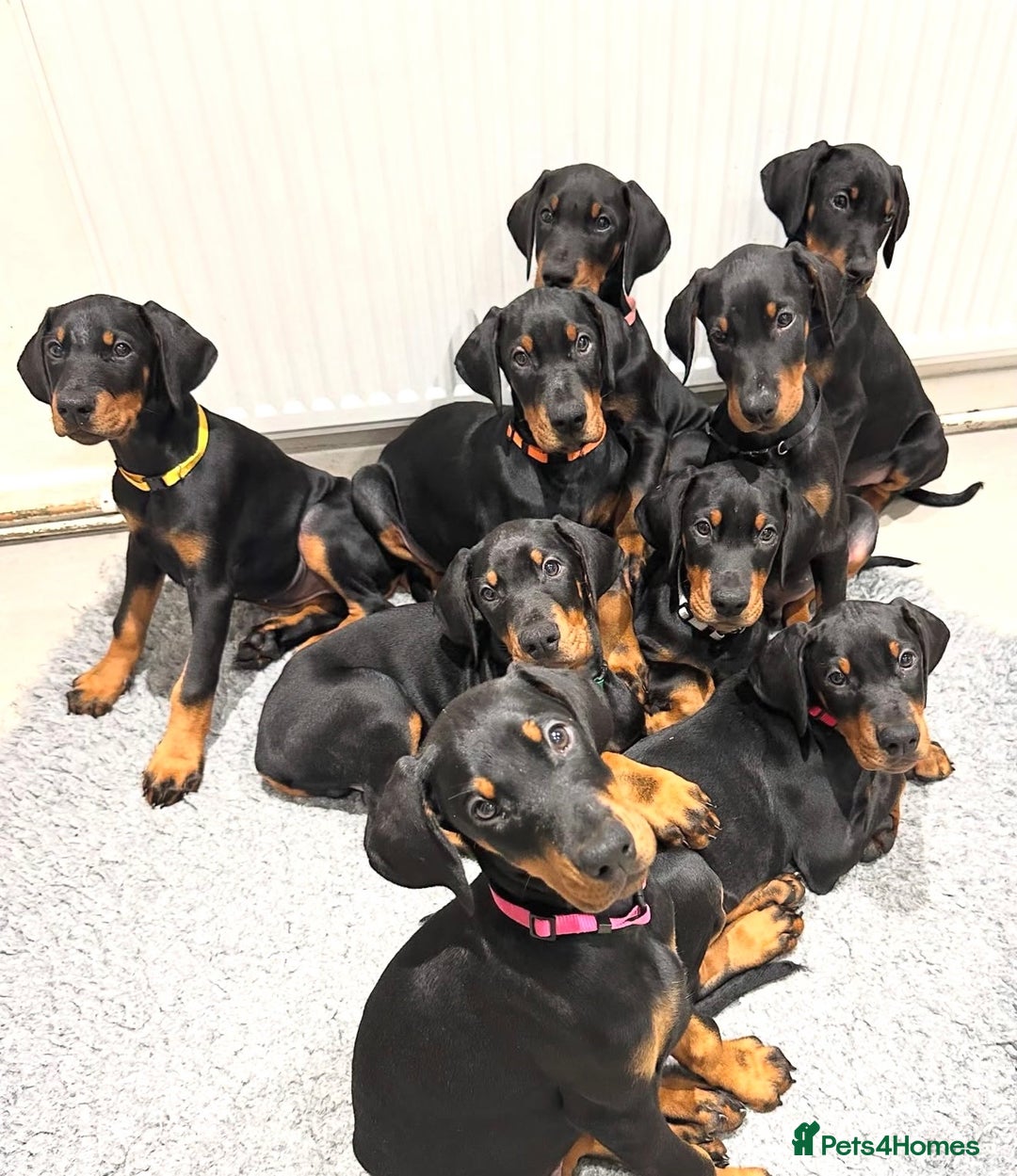 Gallery Image {{count}}