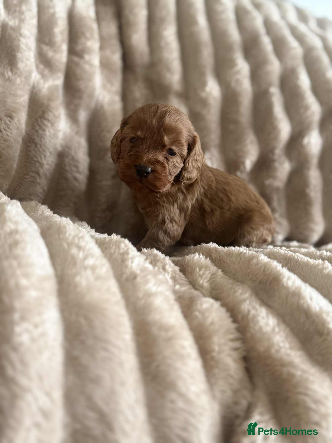 Cockapoo dogs for sale: Cockapoo F1B STUNNING COLOURS 4 available - Advert 34