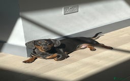 Dachshund dogs for sale: Rehoming our 3 yo dachshund  - Image 2