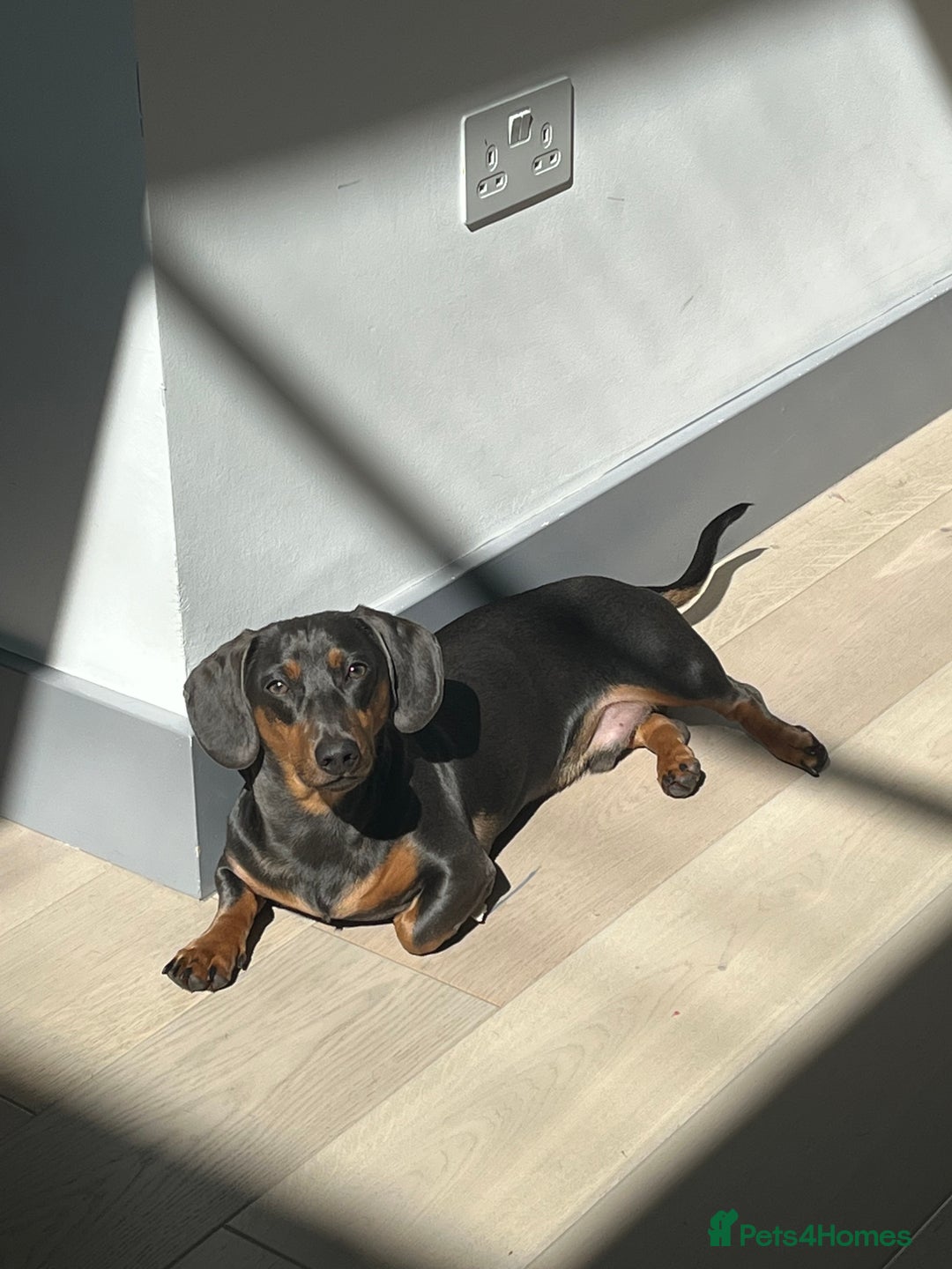 Dachshund dogs for sale: Rehoming our 3 yo dachshund  - Image 2