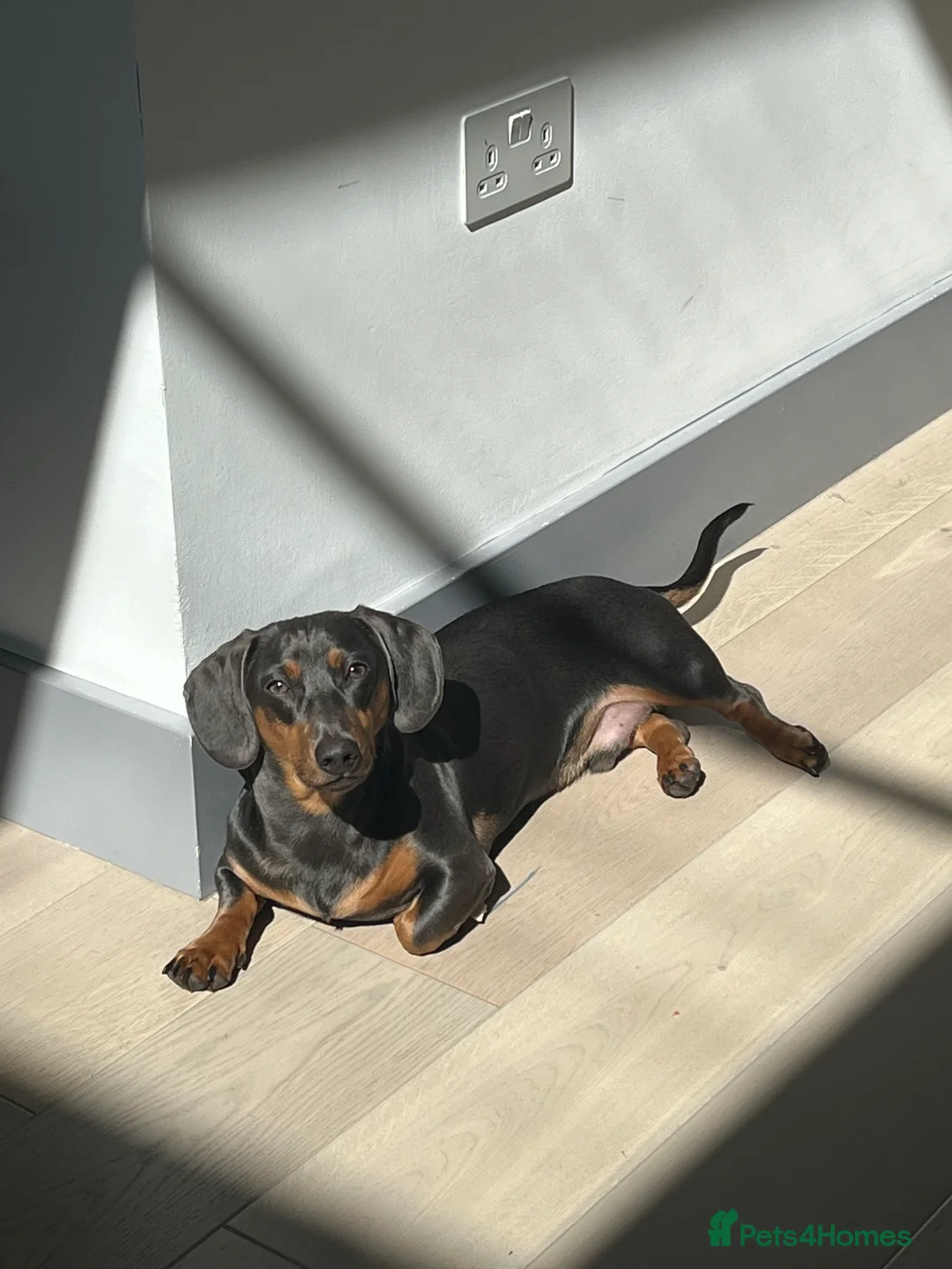 Dachshund dogs for sale: Rehoming our 3 yo dachshund  - Advert 2