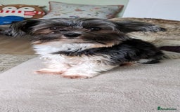 Biewer Terrier dogs for stud: Purebred Pedigree Biewer Terrier Proven Stud in Merthyr Tydfil - Image 10