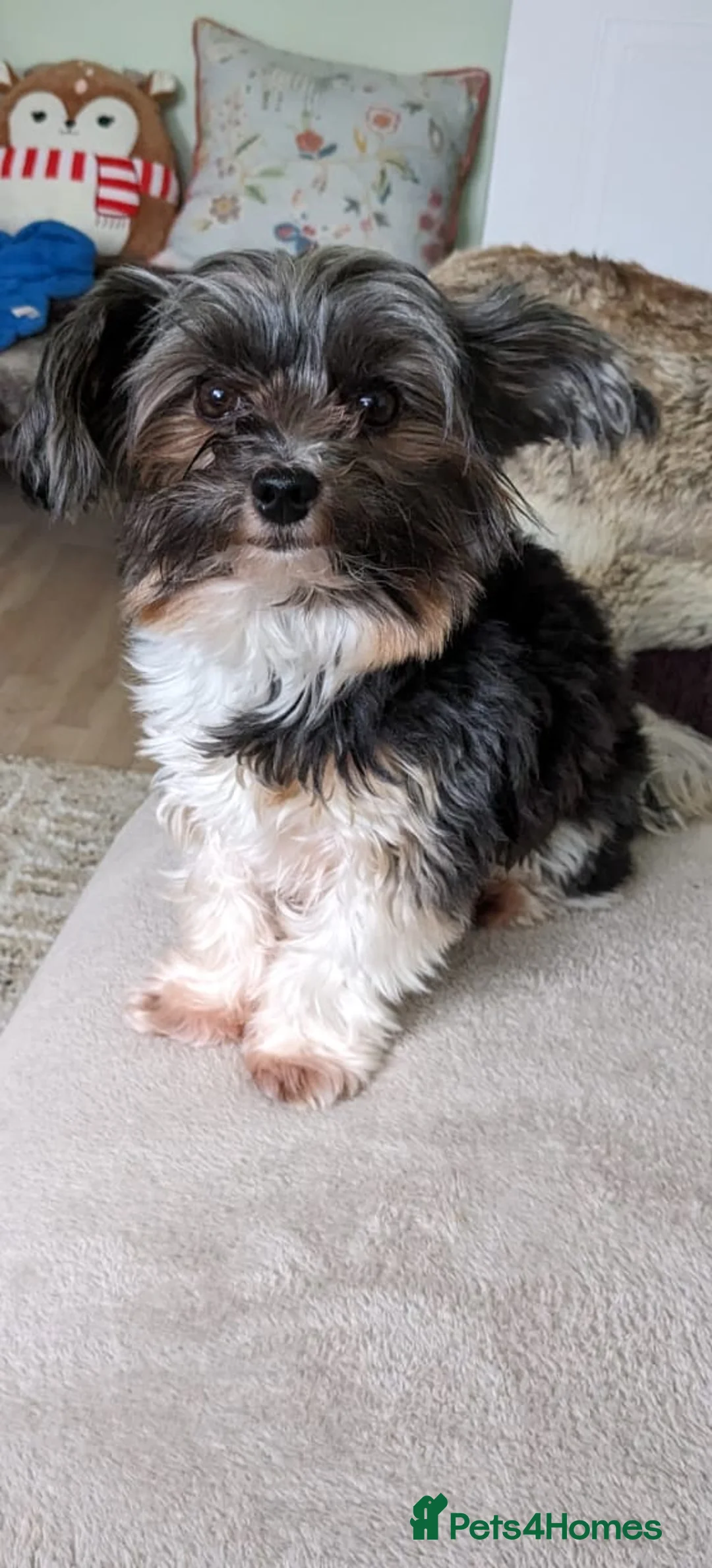 Biewer Terrier dogs for stud: Purebred Pedigree Biewer Terrier Proven Stud in Merthyr Tydfil - Advert 10