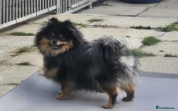 Pomeranian dogs for sale: beautiful pomeranian bitch - Image 1