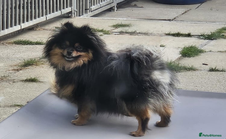 Pomeranian dogs - Advert 1