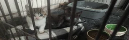 Mixed Breed cats for sale: Kittens in Houghton le Spring - Advert 6
