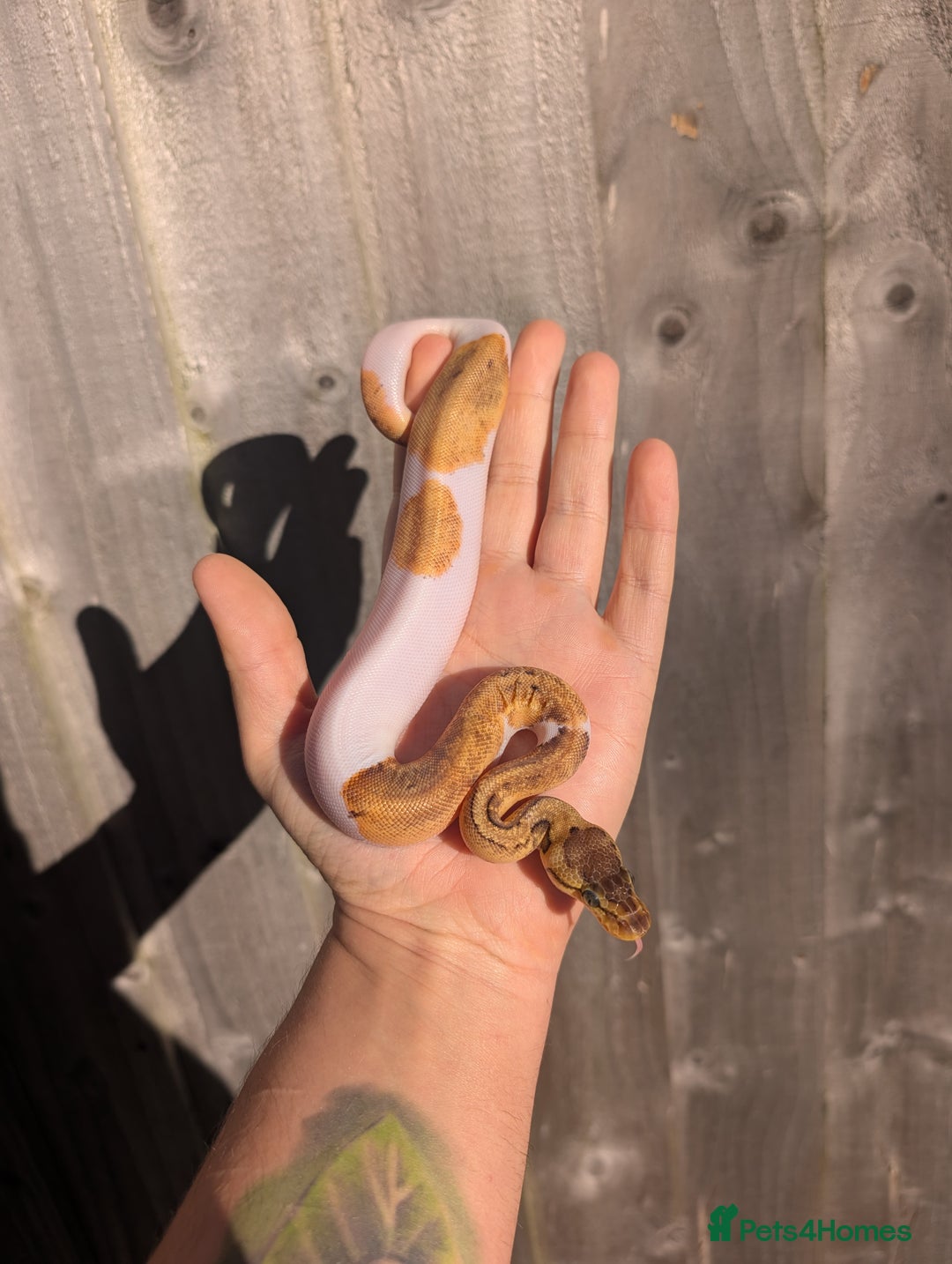 Python Snake reptiles for sale: Pied combination ball pythons  - Advert 4