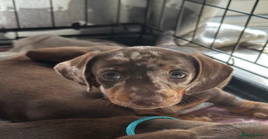 Miniature Dachshund dogs - Advert 3