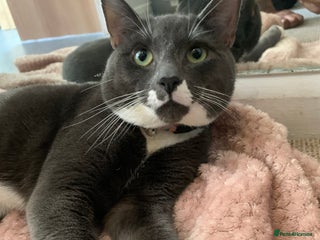 Mixed Breed cats Boy Bleu - Advert 2