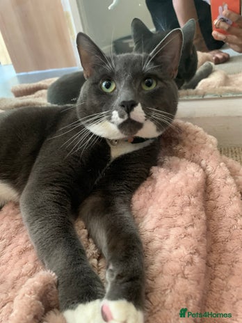 Mixed Breed cats Boy Bleu - Advert 4