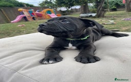 Staffordshire Bull Terrier dogs for sale: 🏅🏆 CHAMPION PLAY BOY STAFFY PUP LAST BOY!! - Image 12