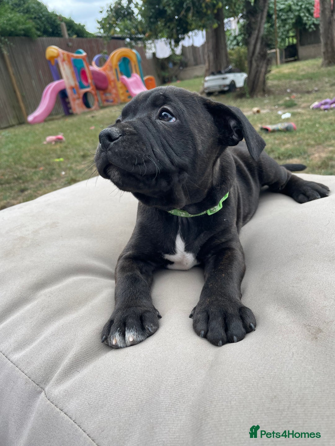 Staffordshire Bull Terrier dogs for sale: 🏅🏆 CHAMPION PLAY BOY STAFFY PUP LAST BOY!! - Image 12