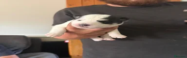 Huskita 4