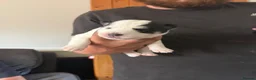 Huskita dogs for sale: Beautiful Huskey pups 3/4 still available  - Advert 11