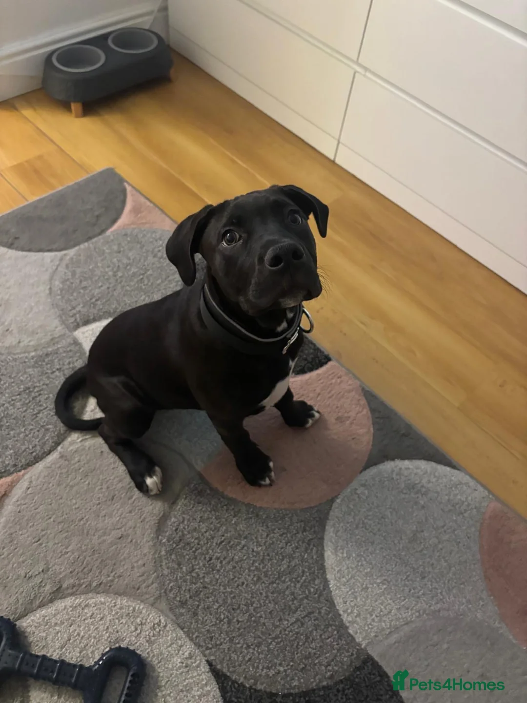 Mixed Breed dogs for sale: Staffy x presa canario  - Advert 7