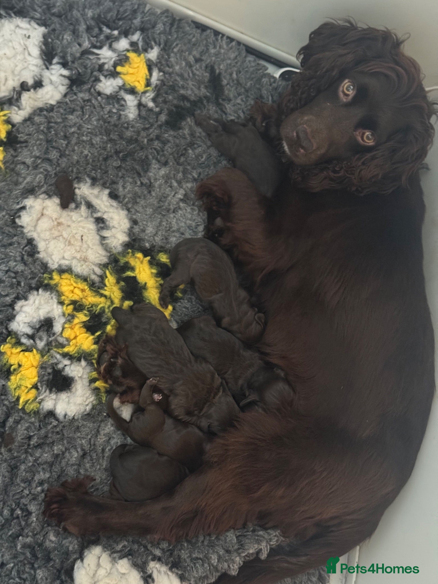 Cockapoo dogs 6 gorgeous dark chocolate f1 Cockerpoo puppies  - Advert 5