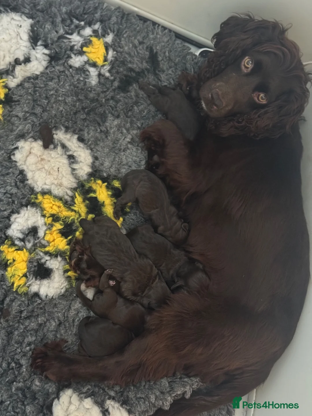 Cockapoo dogs for sale: 6 gorgeous dark chocolate f1 Cockerpoo puppies  - Advert 1