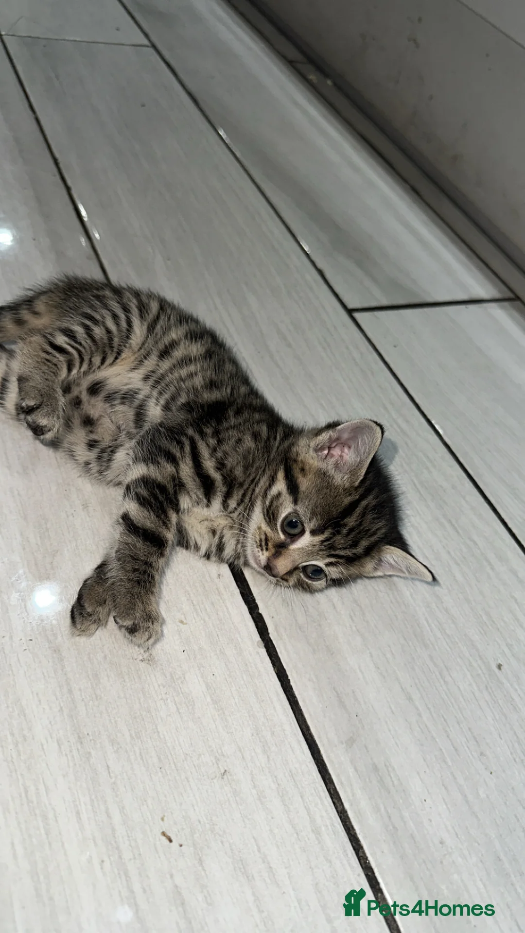 Domestic Shorthair cats for sale: Adorable tabby kittens and black kittens  - Advert 15