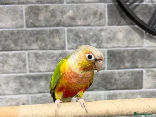Conures birds Pineapple conure - Advert 1