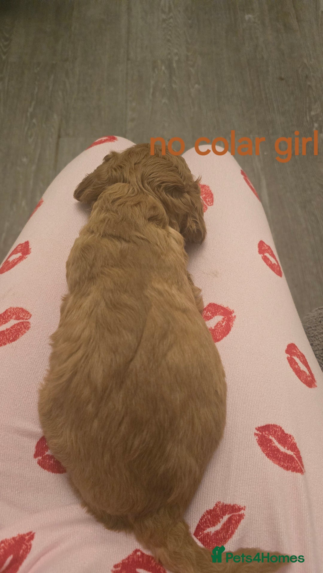 Cockapoo dogs for sale: 7 f2 cockapoos - Advert 12