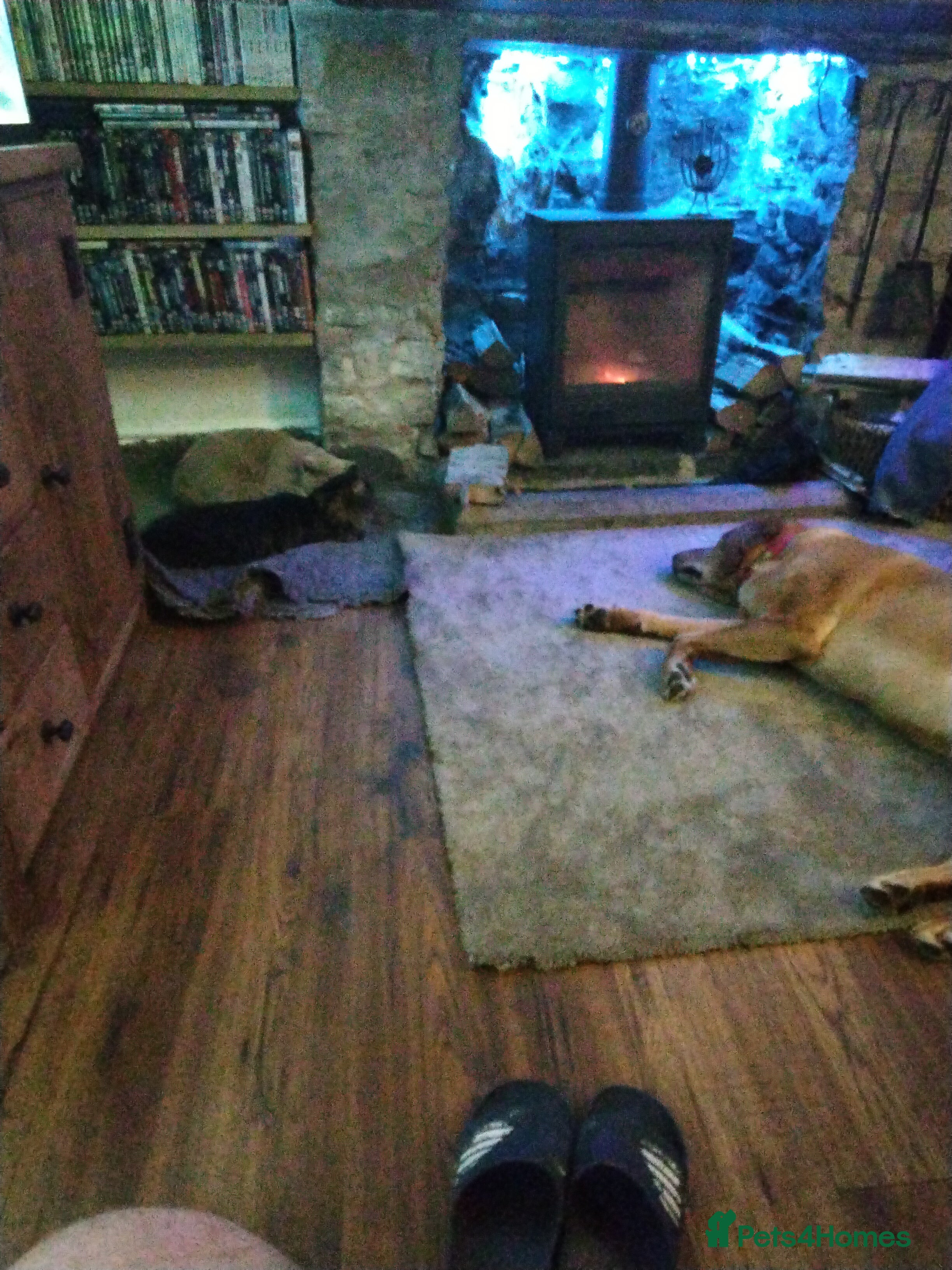 British Shorthair cats Wanted - Advert 9