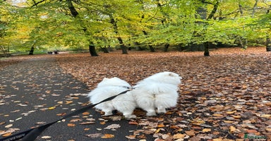 Samoyed dogs Looking for a Loving New Home for Our Two Samoyeds - Advert 16
