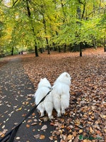 Samoyed dogs Looking for a Loving New Home for Our Two Samoyeds - Advert 1