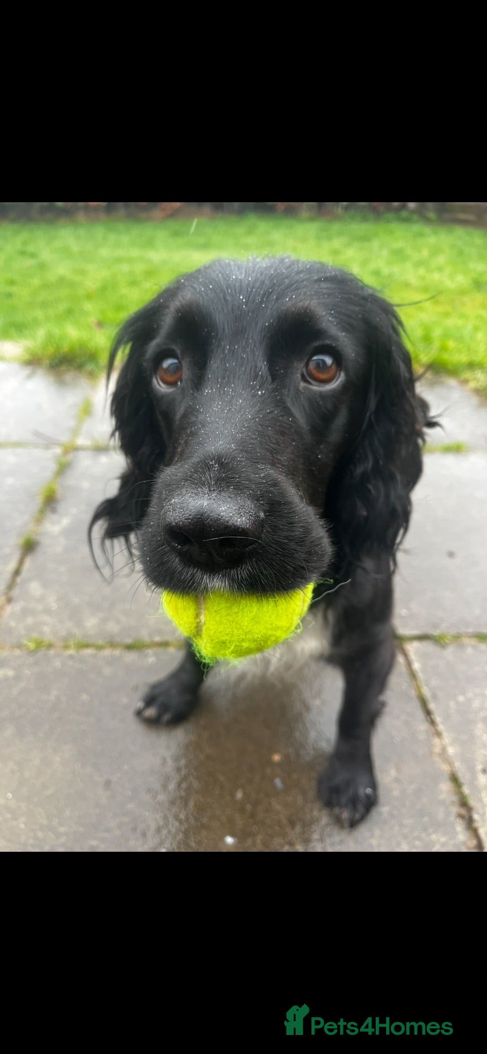 Cocker Spaniel dogs KC registered working cocker spaniel pups - Advert 18