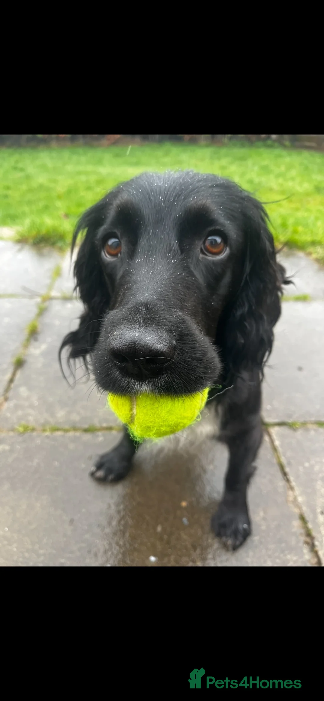 Cocker Spaniel dogs for sale: KC registered working cocker spaniel pups - Advert 1