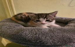 Mixed Breed cats for sale: Beautiful mixed breed female kitten  - Image 13