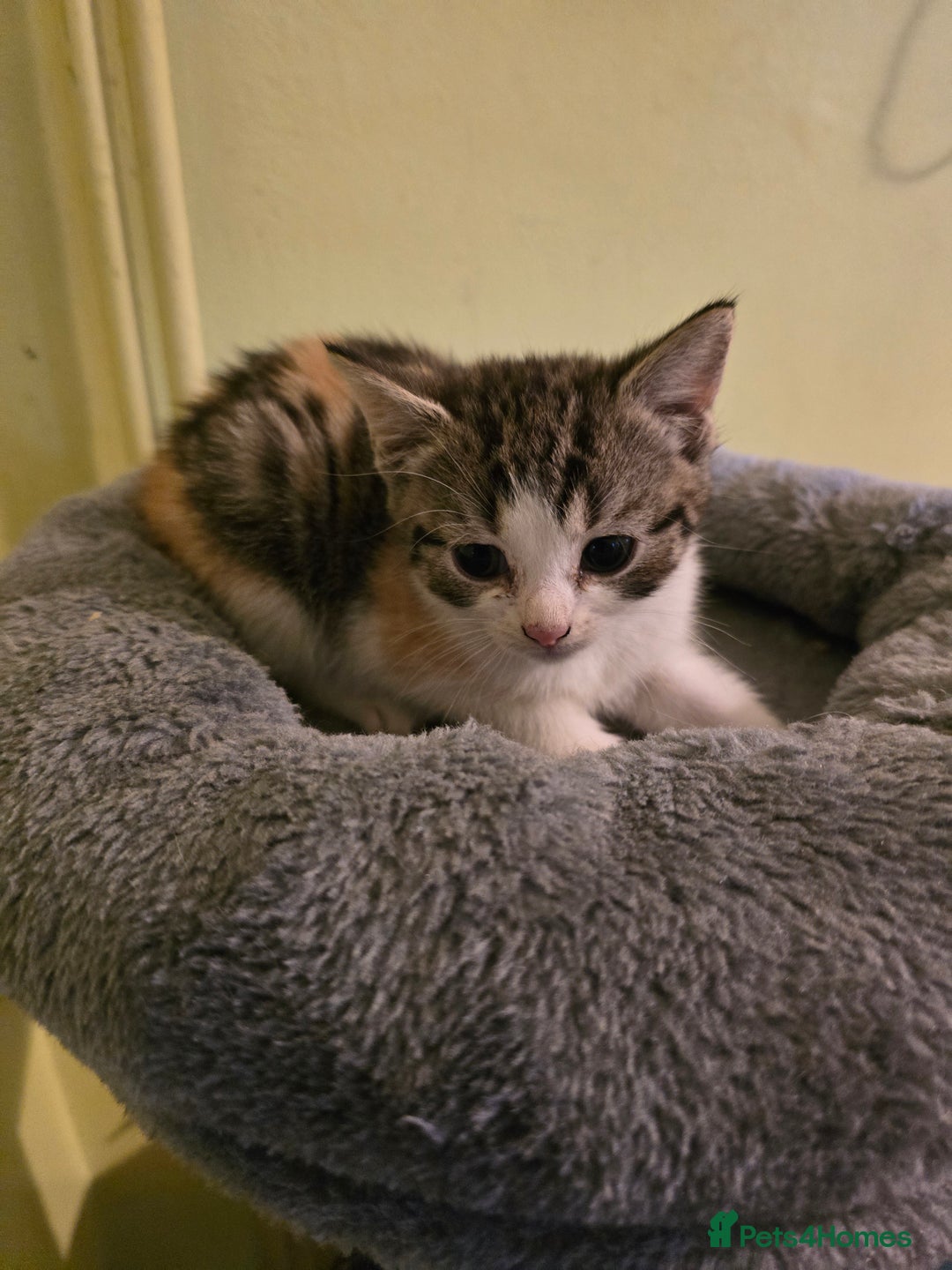 Mixed Breed cats for sale: Beautiful mixed breed female kitten  - Image 13