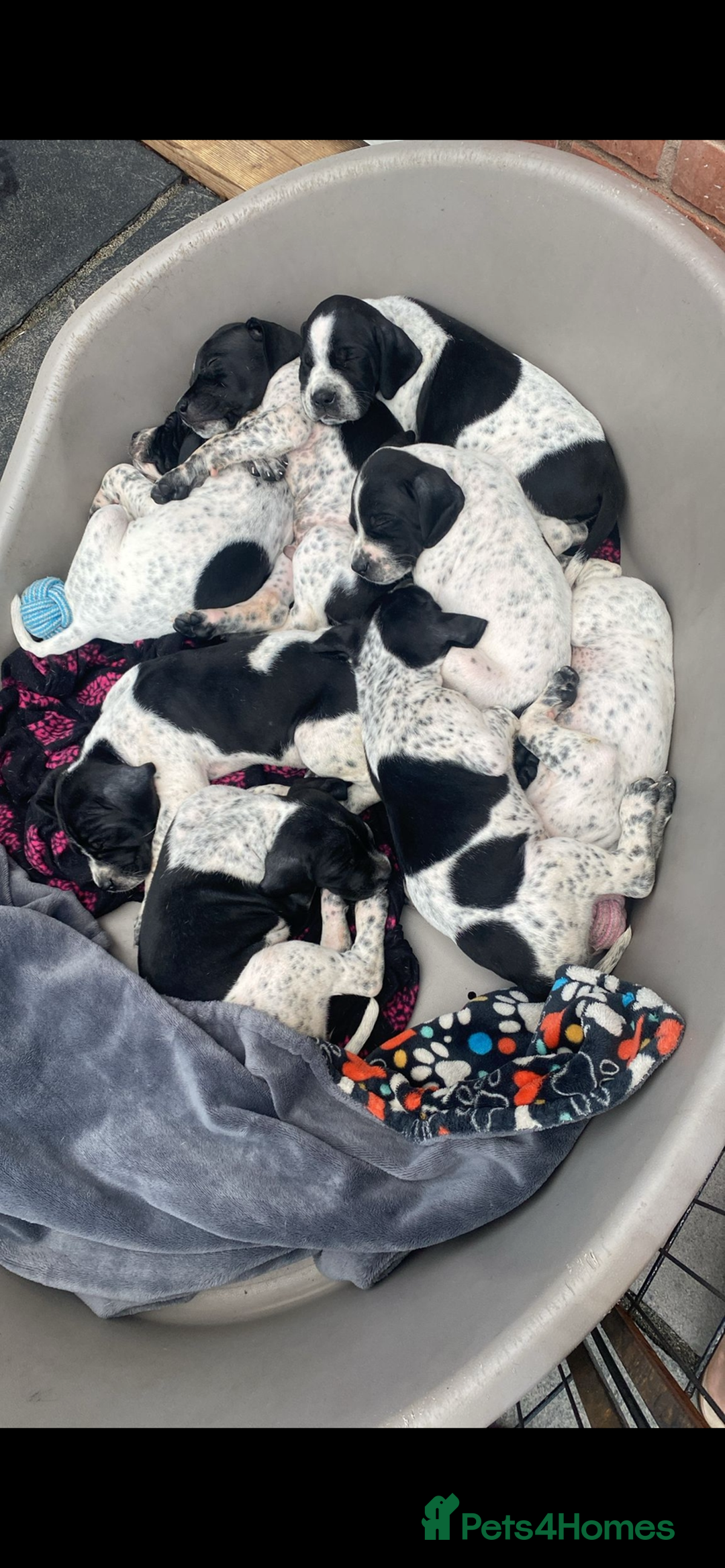 Pointer dogs for sale: ⭐️ LAST 3 PUPS REMAINING!⭐️ - Image 19